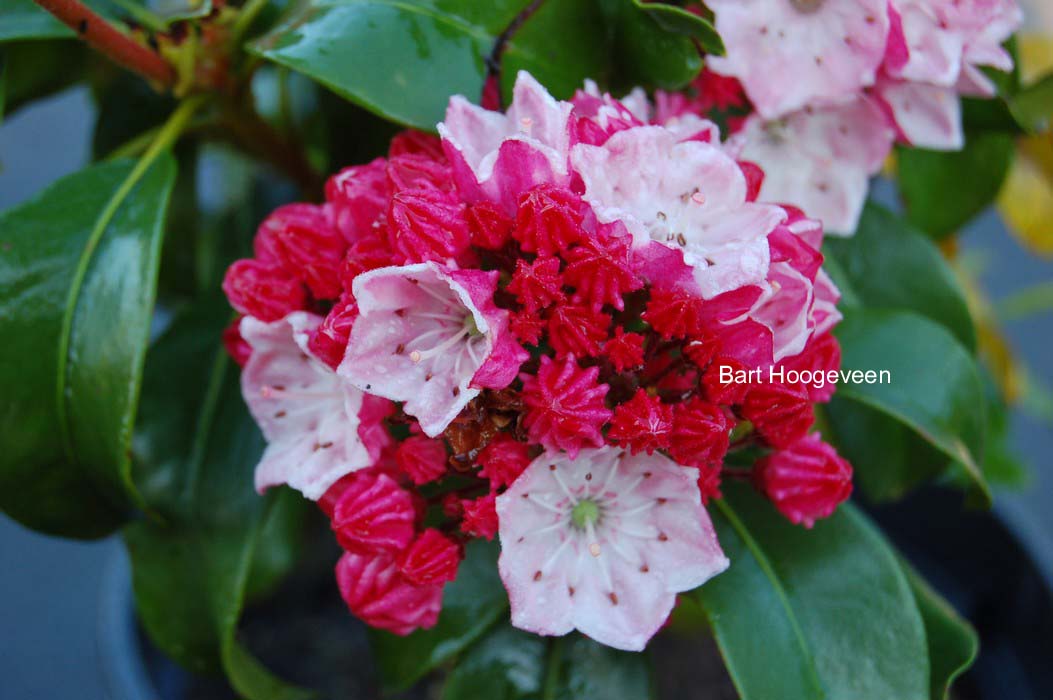 Kalmia latifolia 'Raspberry Glow'