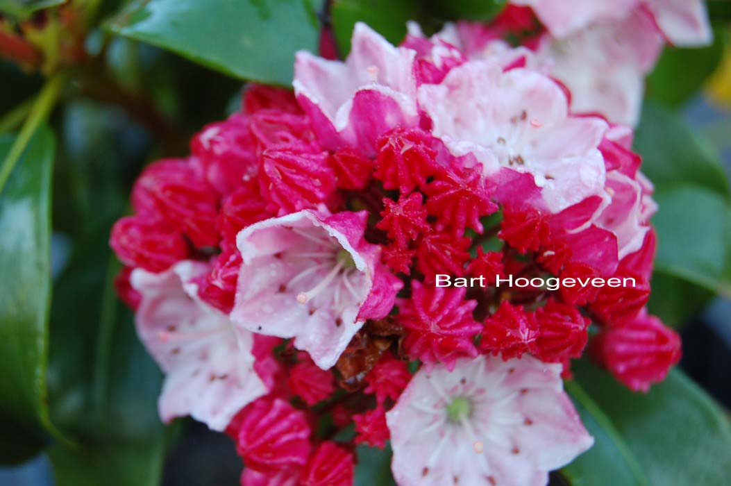 Kalmia latifolia 'Raspberry Glow'