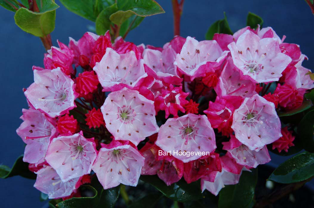 Kalmia latifolia 'Raspberry Glow'