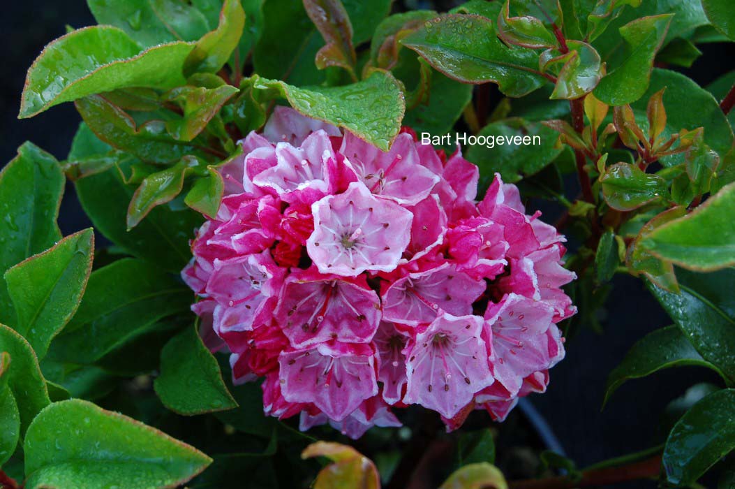 Kalmia latifolia 'Raspberry Glow'