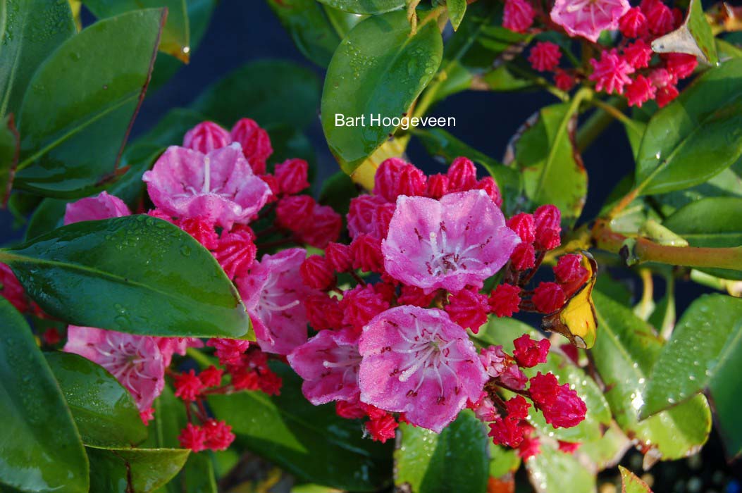 Kalmia latifolia 'Raspberry Glow'