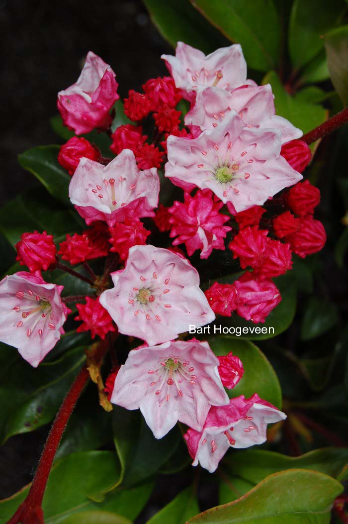 Kalmia latifolia 'Raspberry Glow'