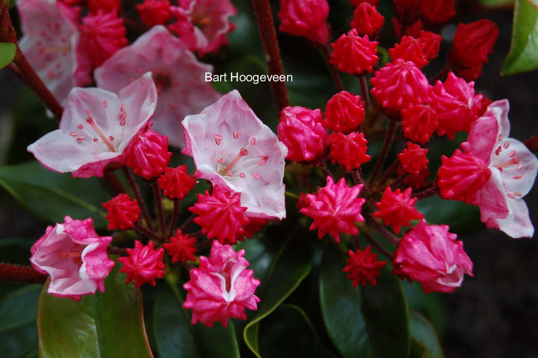 Kalmia latifolia 'Raspberry Glow'