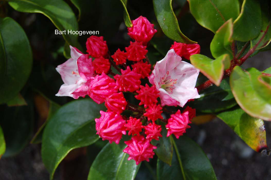 Kalmia latifolia 'Raspberry Glow'