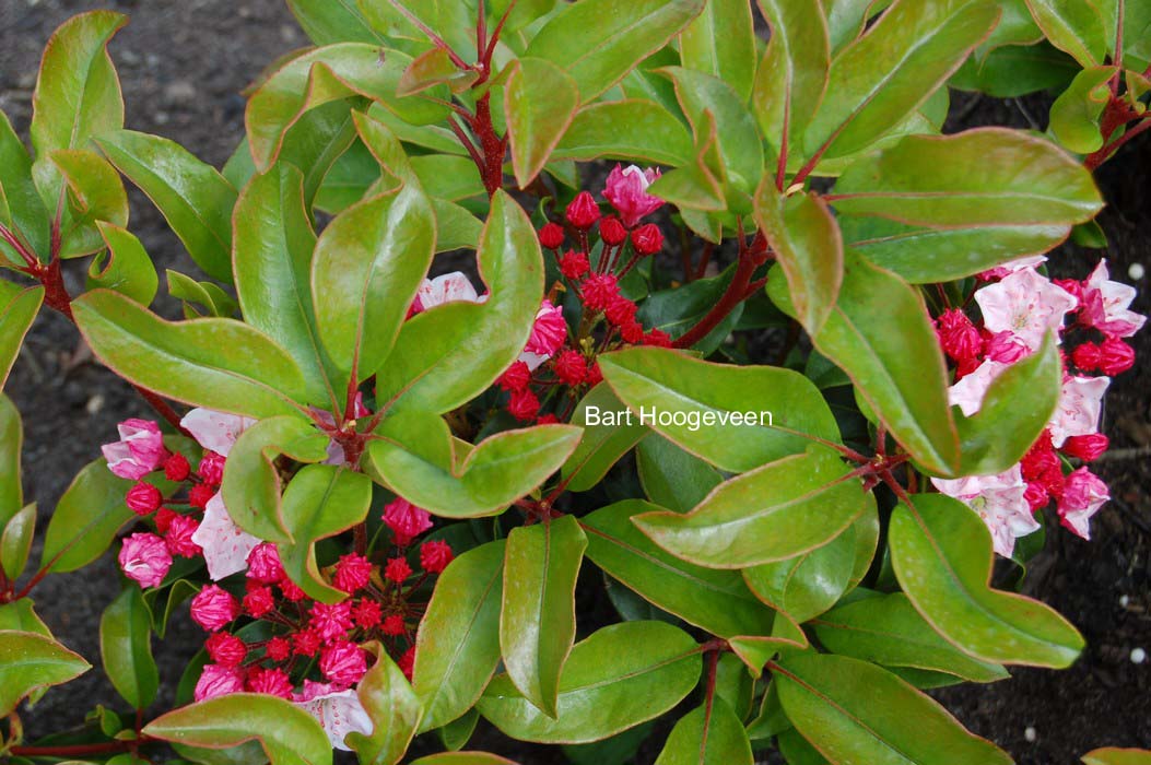 Kalmia latifolia 'Raspberry Glow'