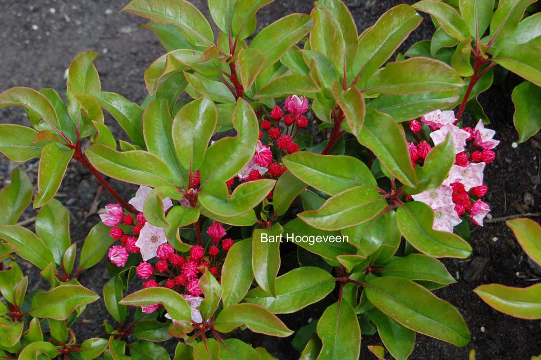 Kalmia latifolia 'Raspberry Glow'