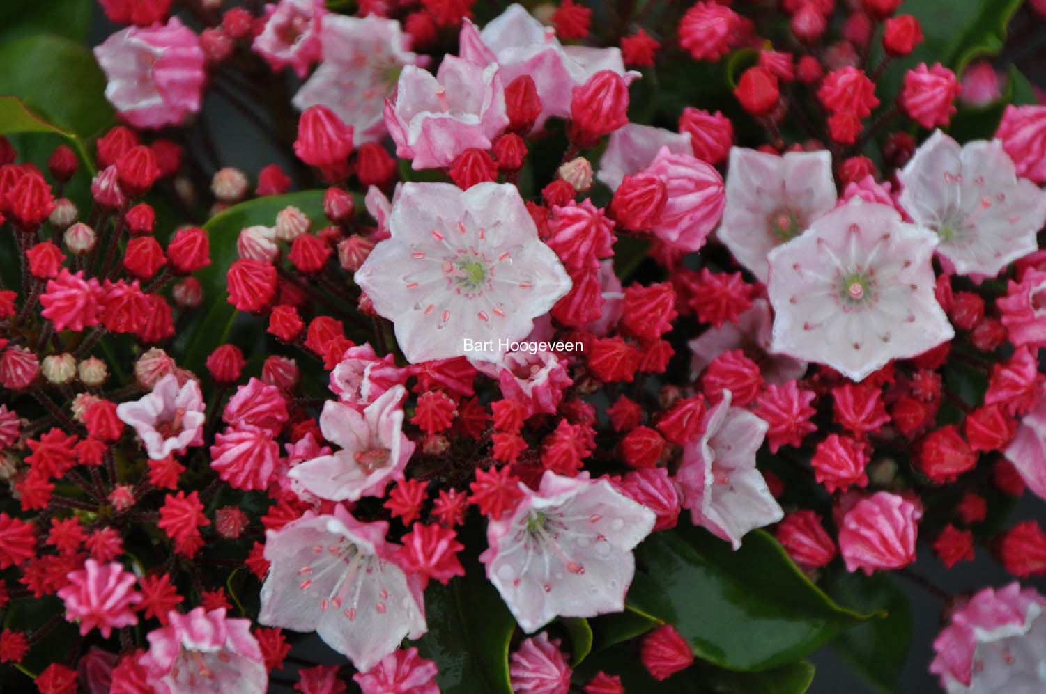 Kalmia latifolia 'Raspberry Glow'