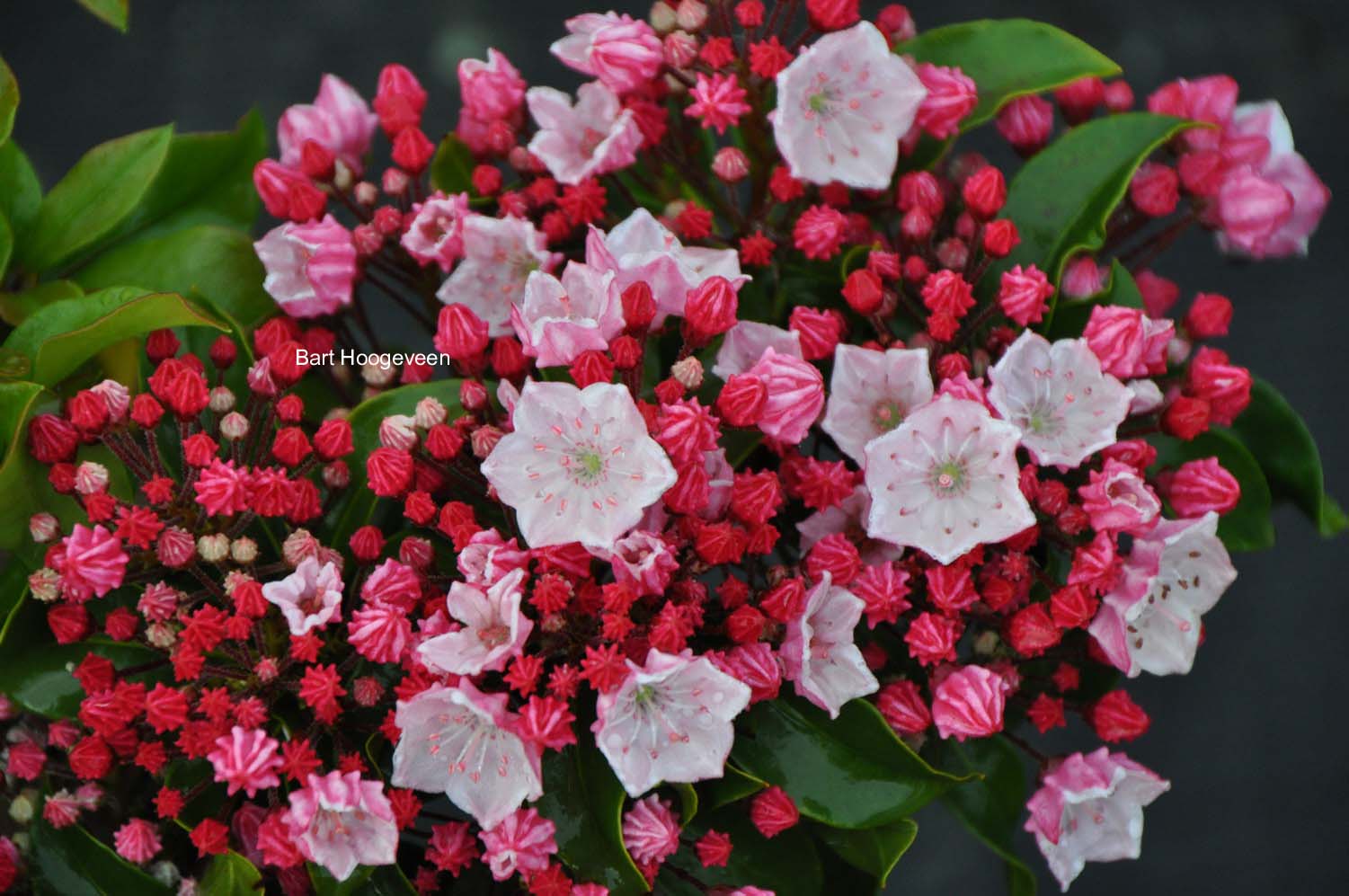 Kalmia latifolia 'Raspberry Glow'