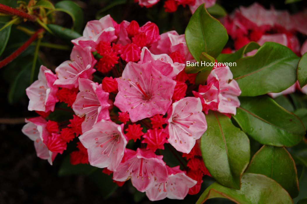 Kalmia latifolia 'Raspberry Glow'