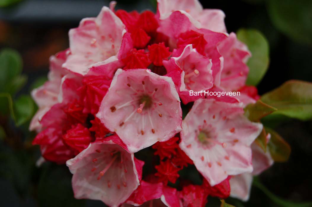 Kalmia latifolia 'Raspberry Glow'