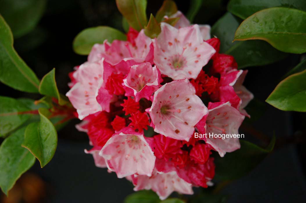 Kalmia latifolia 'Raspberry Glow'