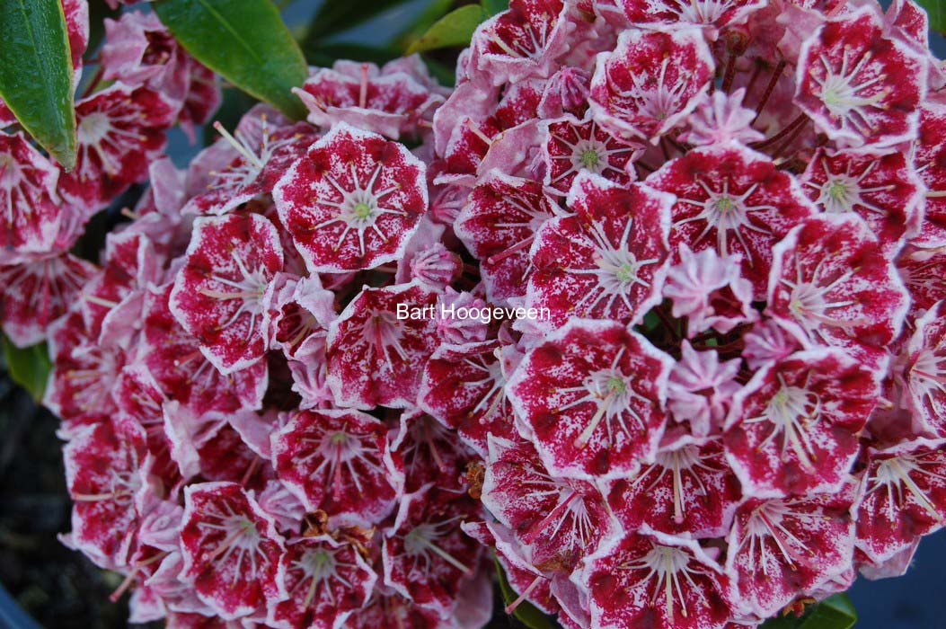 Kalmia latifolia 'Pinwheel'