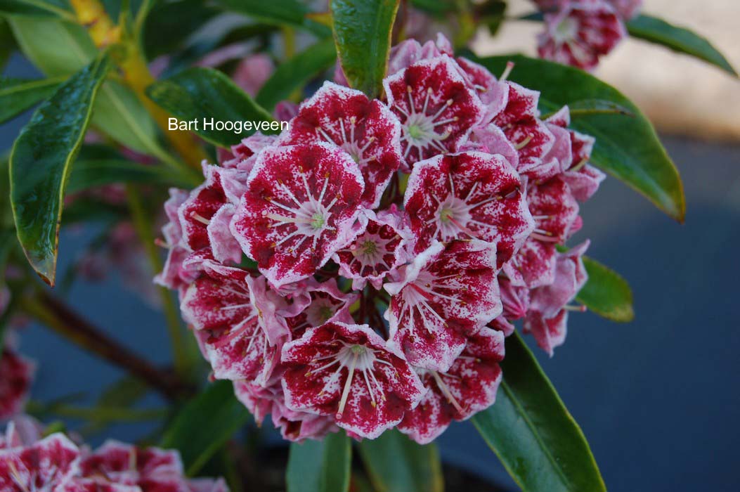 Kalmia latifolia 'Pinwheel'