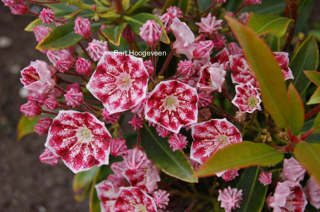 Kalmia latifolia 'Pinwheel'