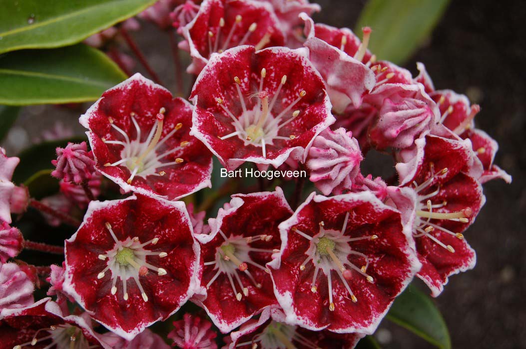 Kalmia latifolia 'Pinwheel'