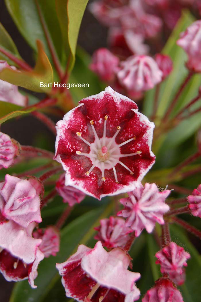 Kalmia latifolia 'Pinwheel'