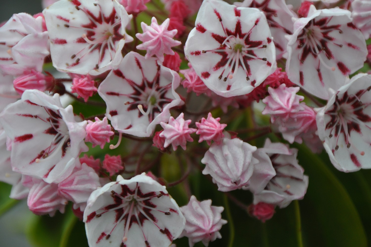 Kalmia latifolia 'Peppermint'