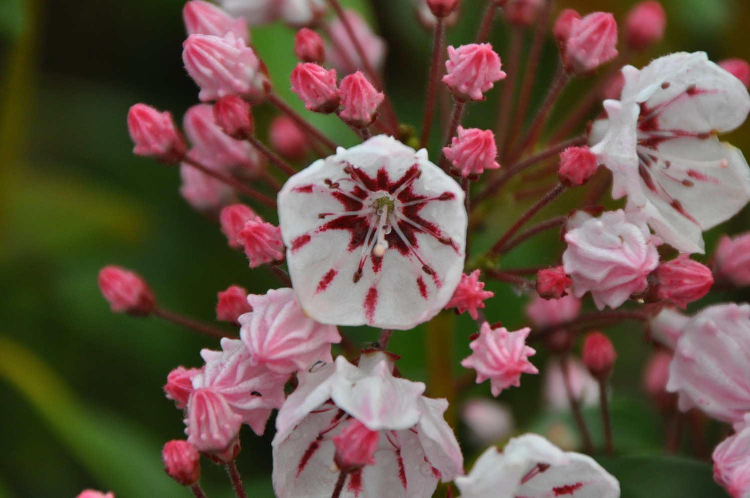 Kalmia latifolia 'Peppermint'