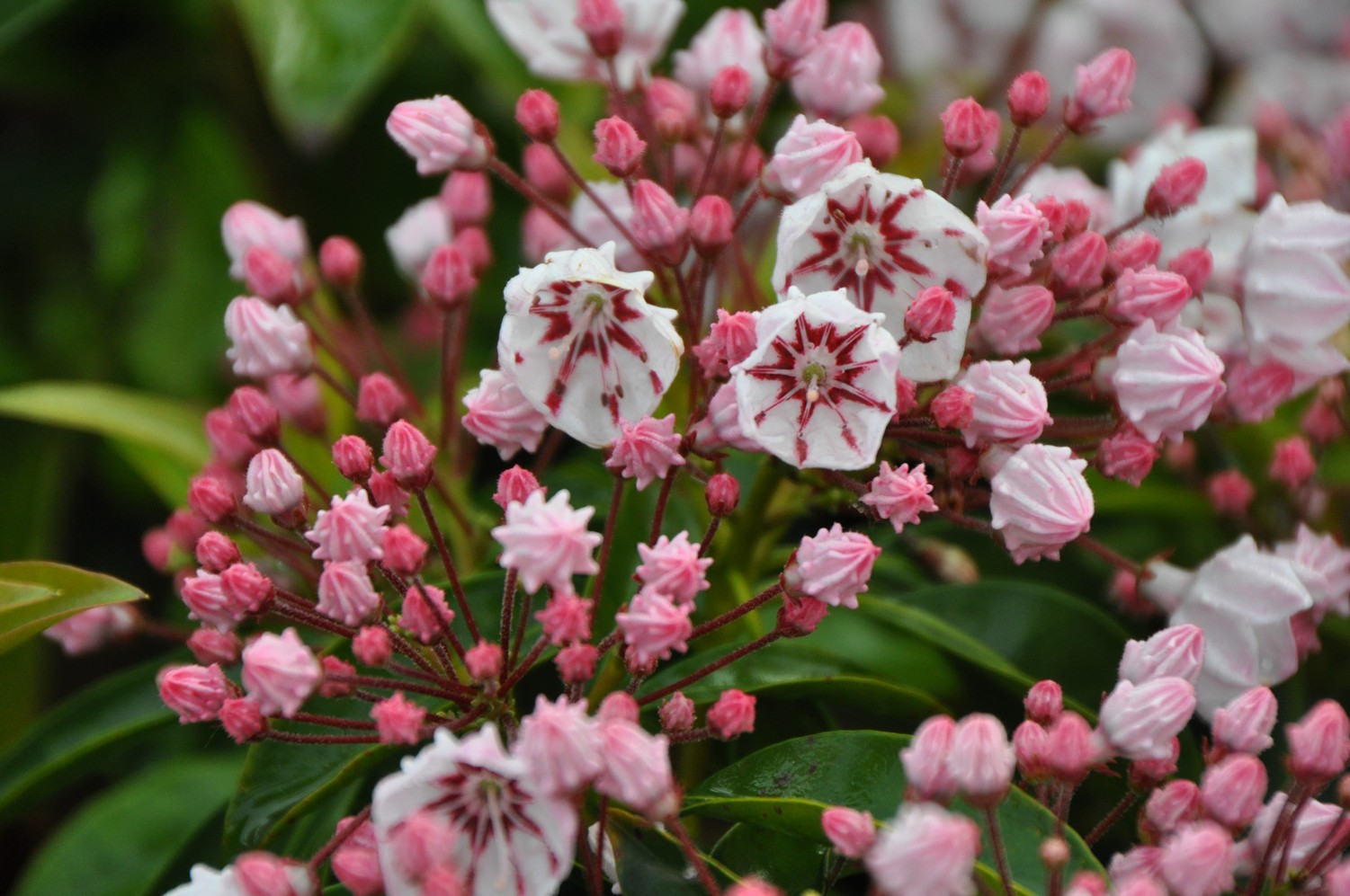 Kalmia latifolia 'Peppermint'