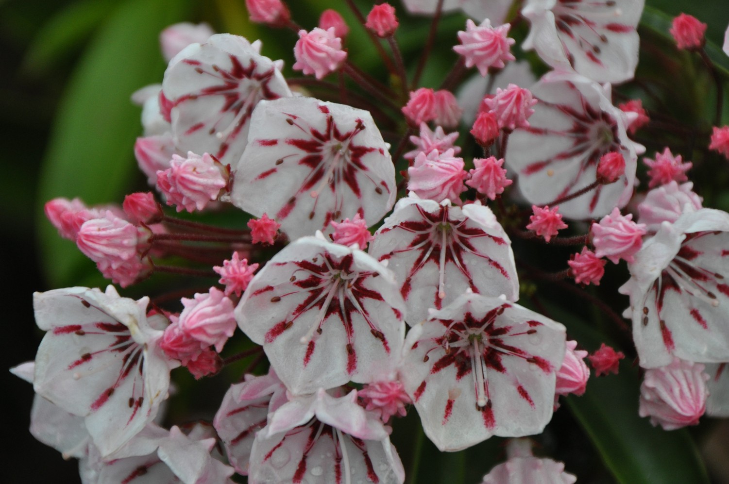 Kalmia latifolia 'Peppermint'