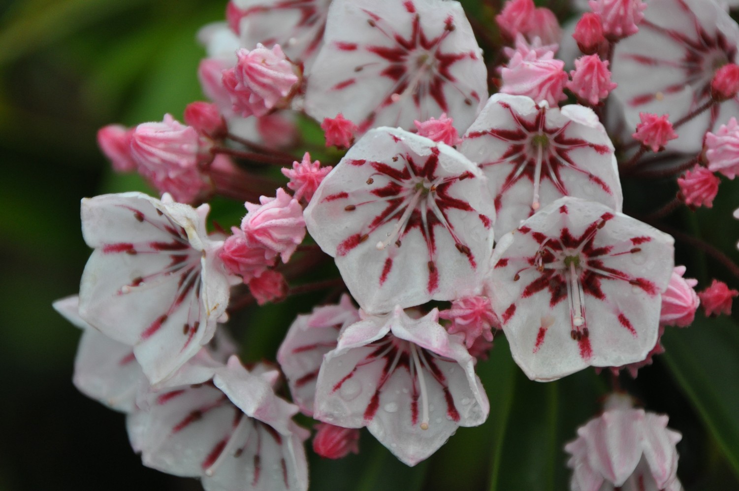 Kalmia latifolia 'Peppermint'