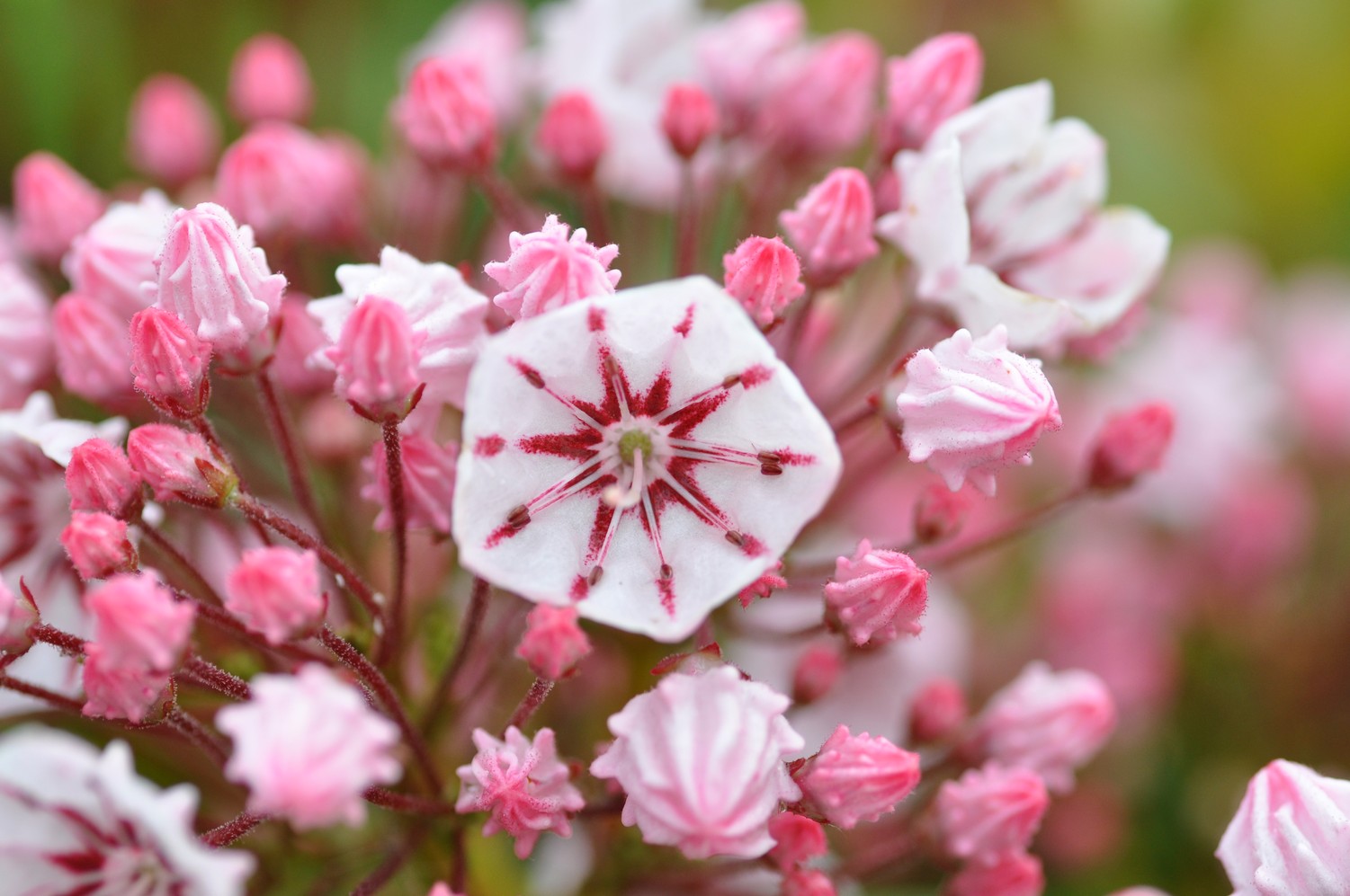 Kalmia latifolia 'Peppermint'