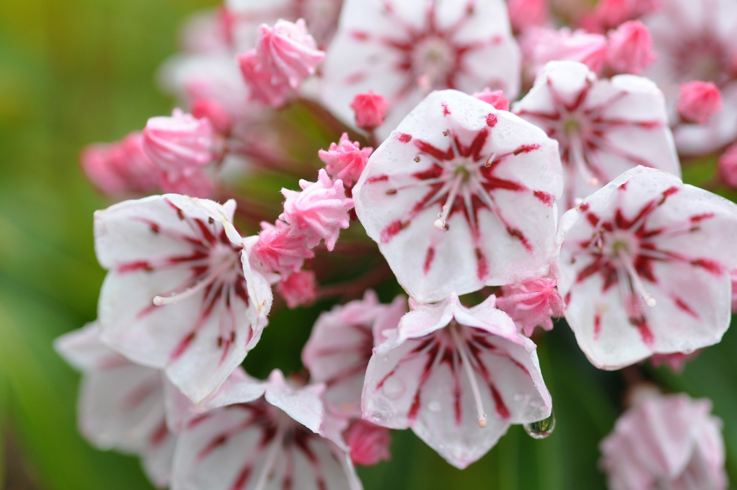 Kalmia latifolia 'Peppermint'