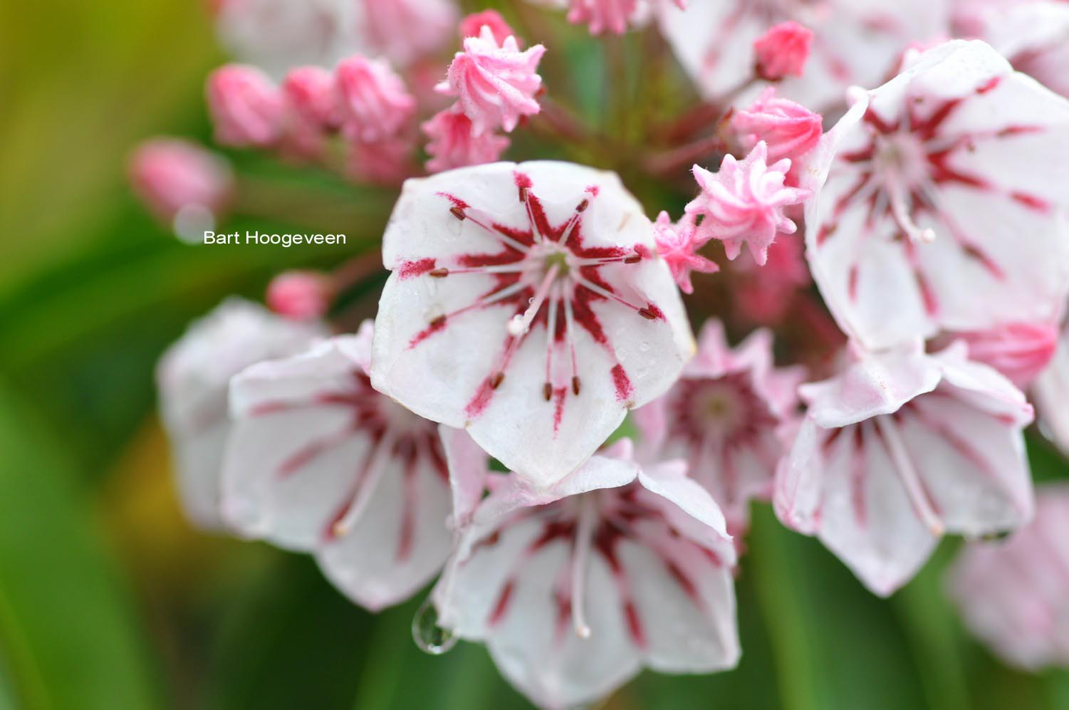 Kalmia latifolia 'Peppermint'