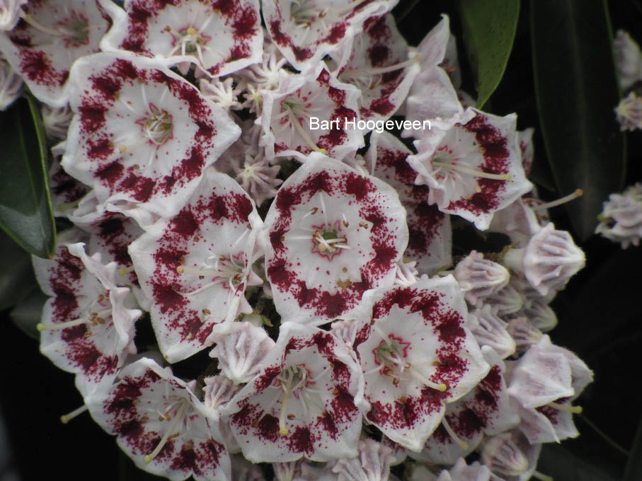 Kalmia latifolia 'Nani'