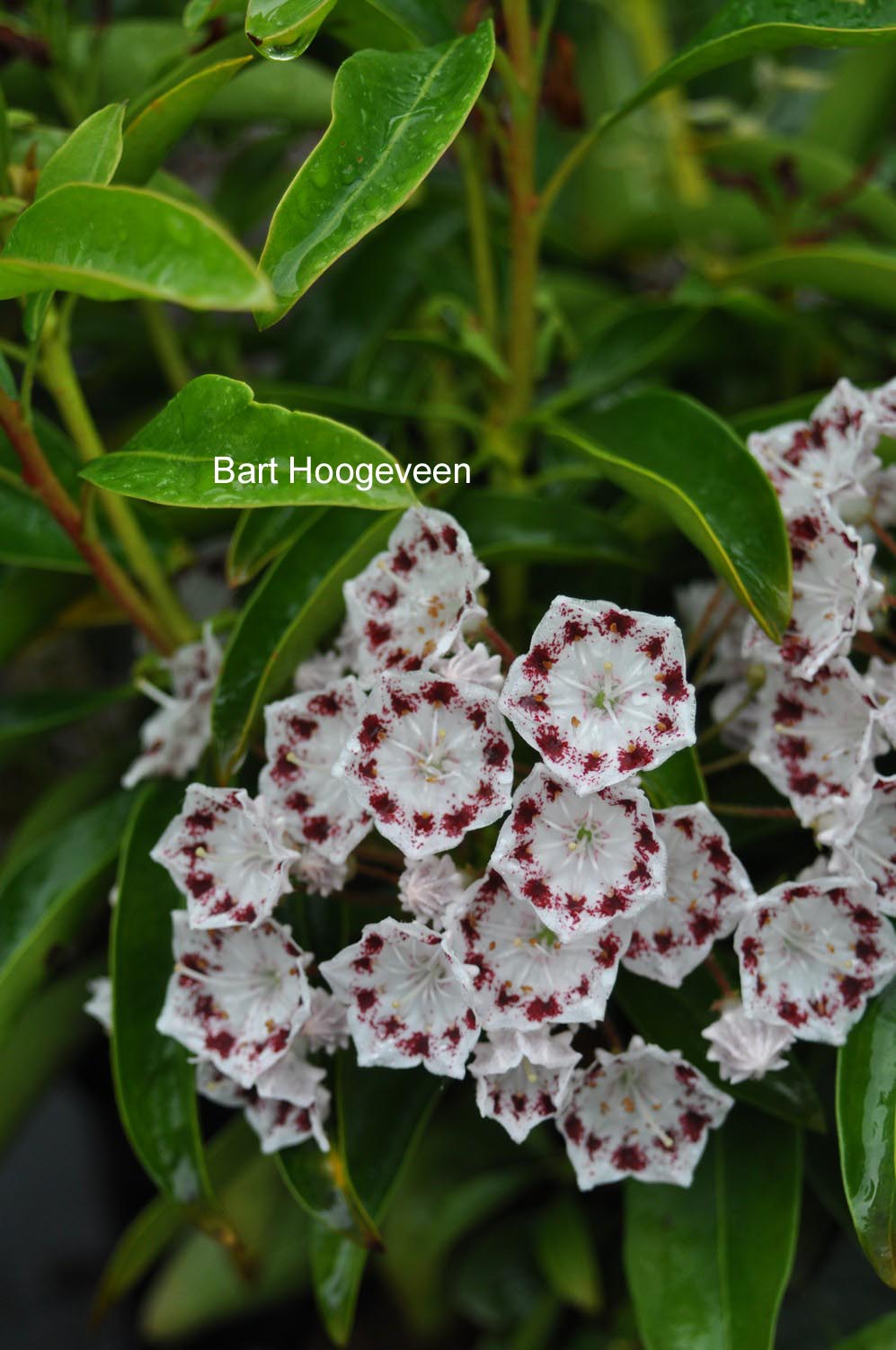 Kalmia latifolia 'Nani'