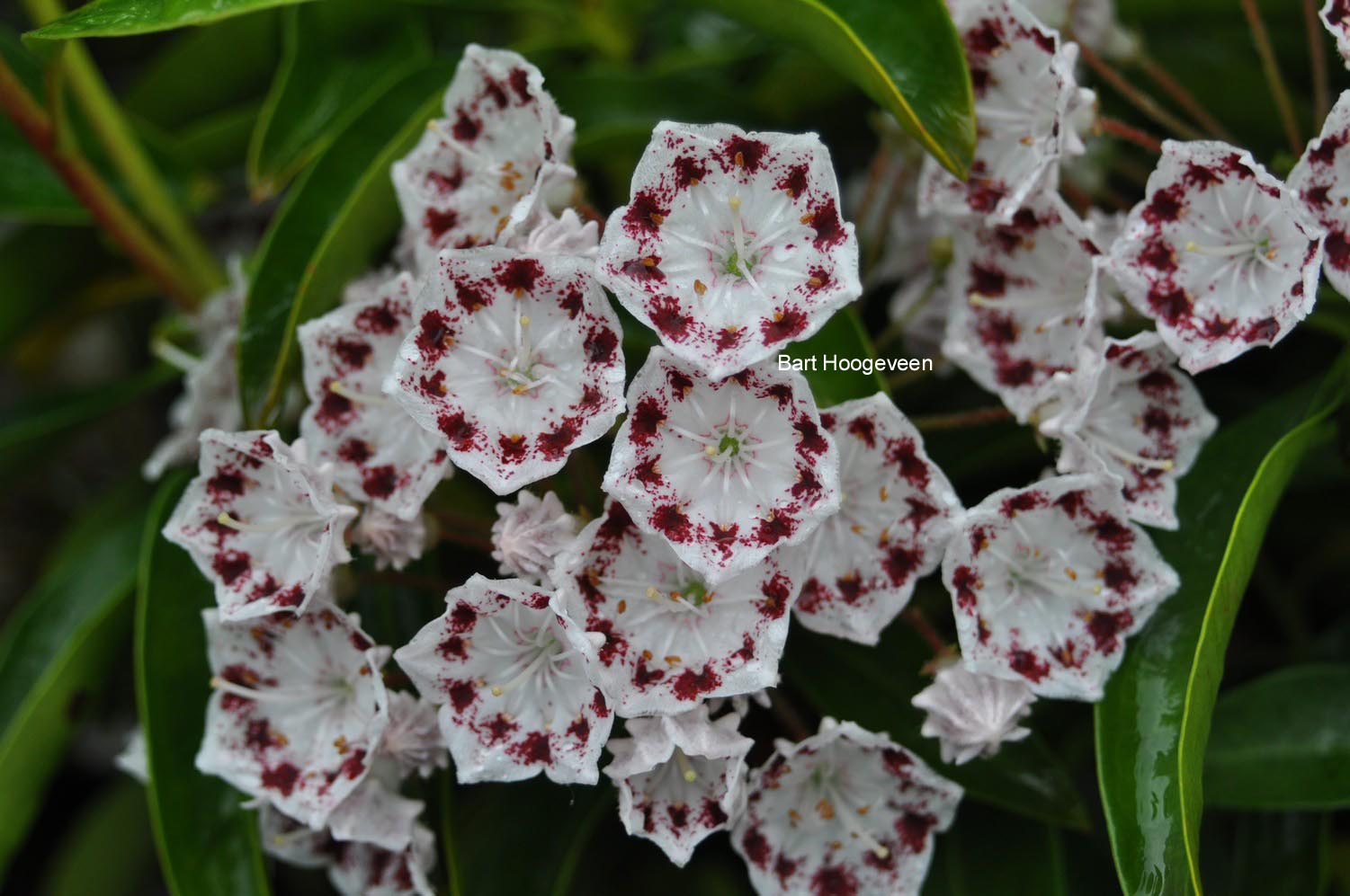 Kalmia latifolia 'Nani'