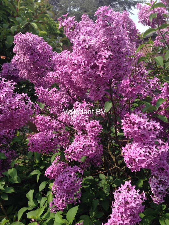 Syringa chinensis 'Amigo'