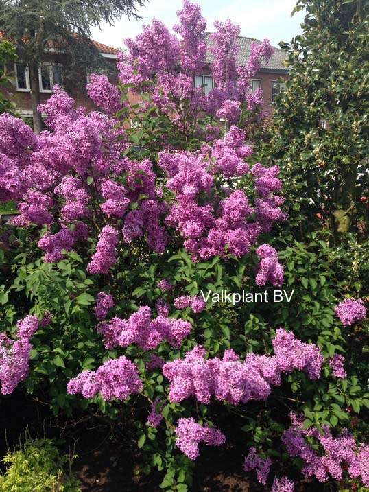 Syringa chinensis 'Amigo'