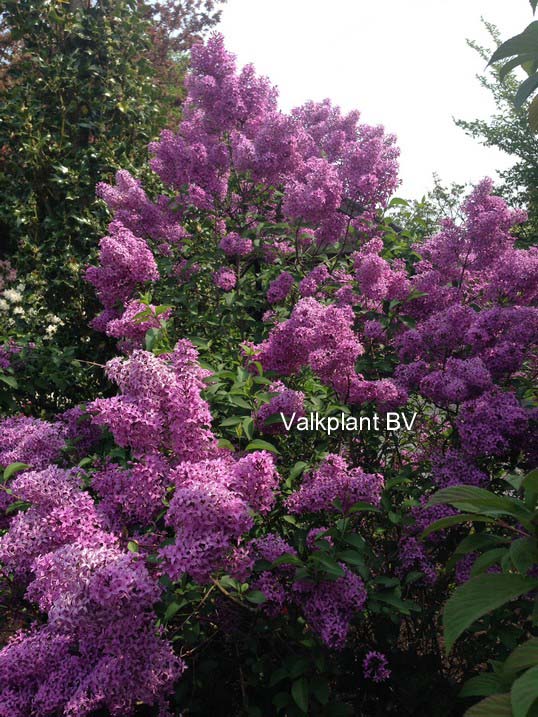 Syringa chinensis 'Amigo'