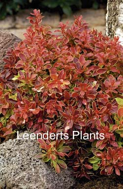 Berberis thunbergii 'Admiration'