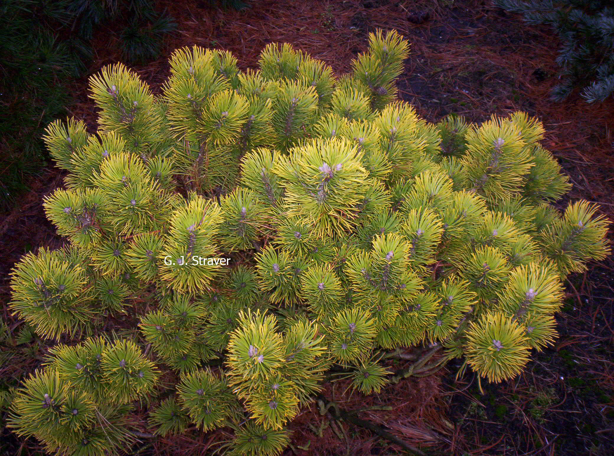 Pinus mugo 'Wintersonne'