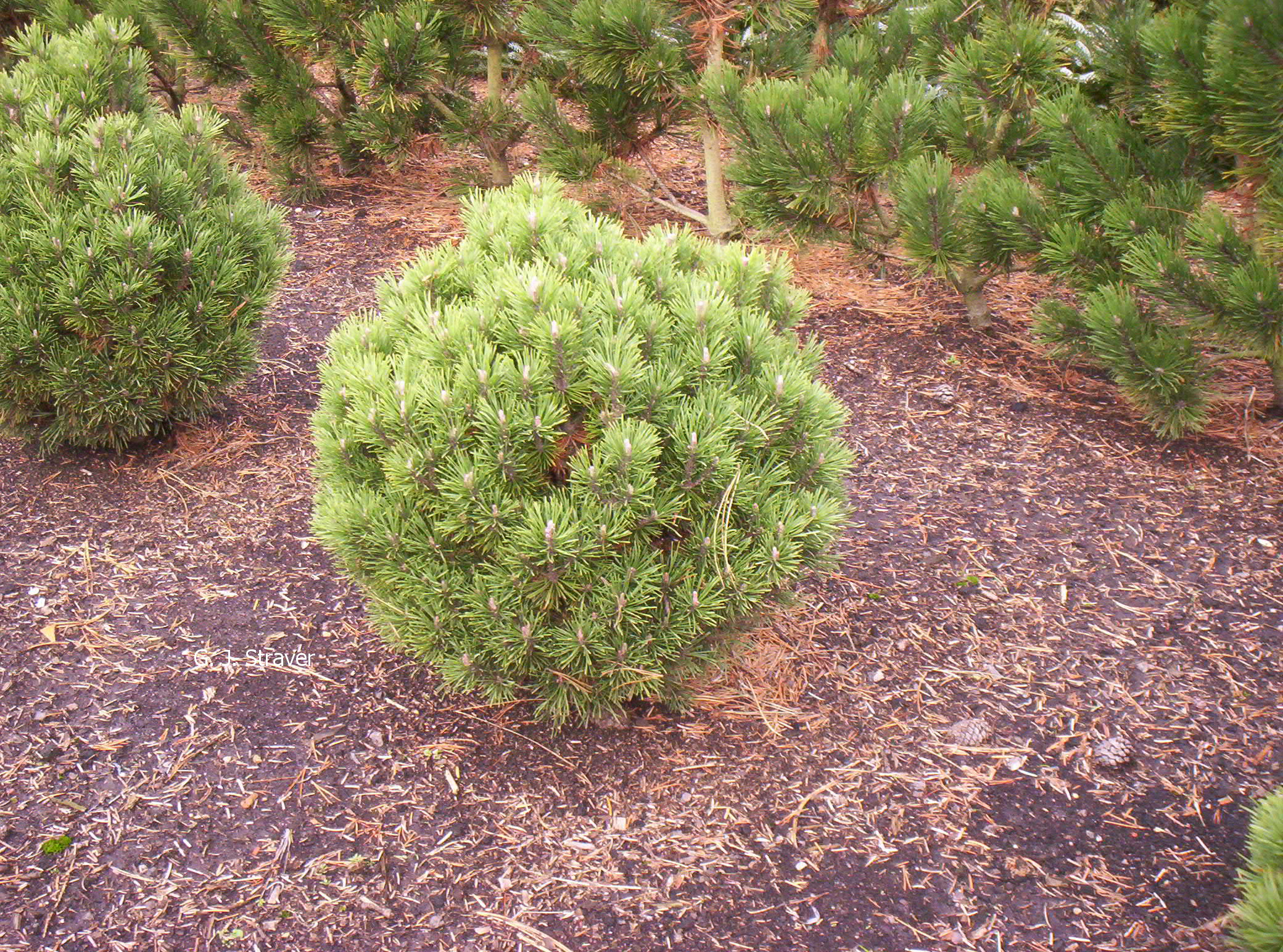 Pinus mugo 'Grüne Kugel'