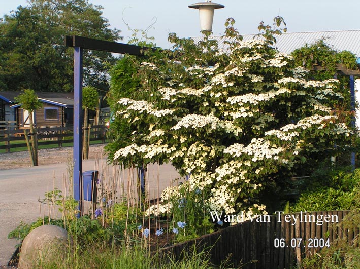 Cornus kousa 'Wieting's Select'