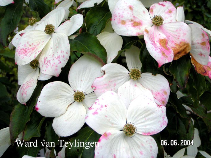 Cornus kousa 'Teutonia'