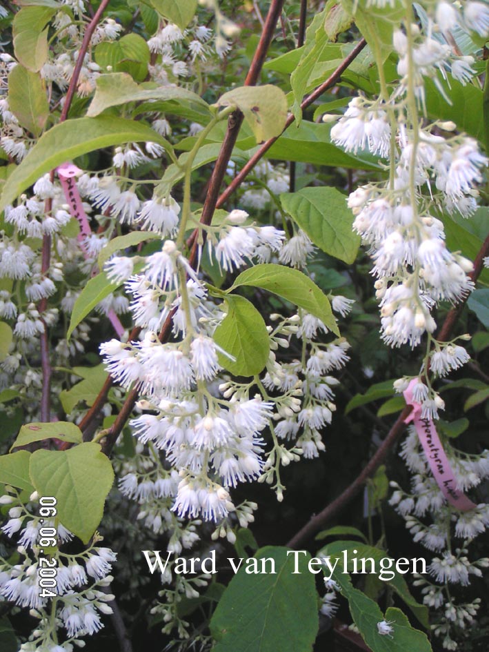 Pterostyrax hispida