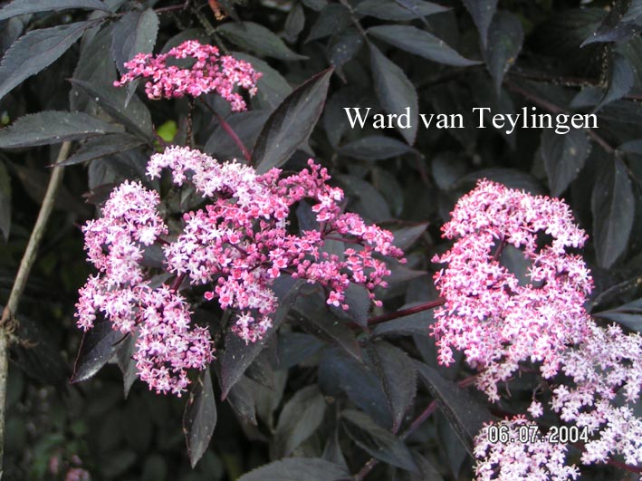 Sambucus nigra 'Gerda' (BLACK BEAUTY)