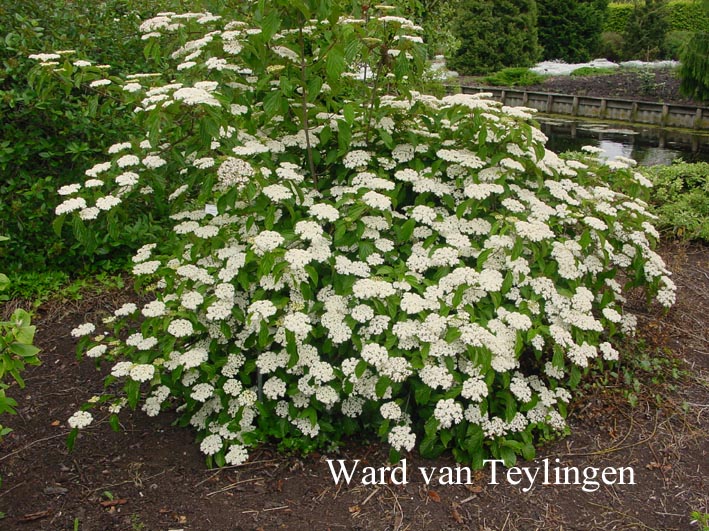 Viburnum 'Huron'