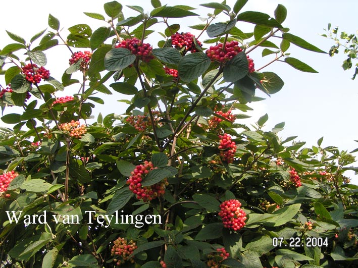 Viburnum lantana 'Mohican'