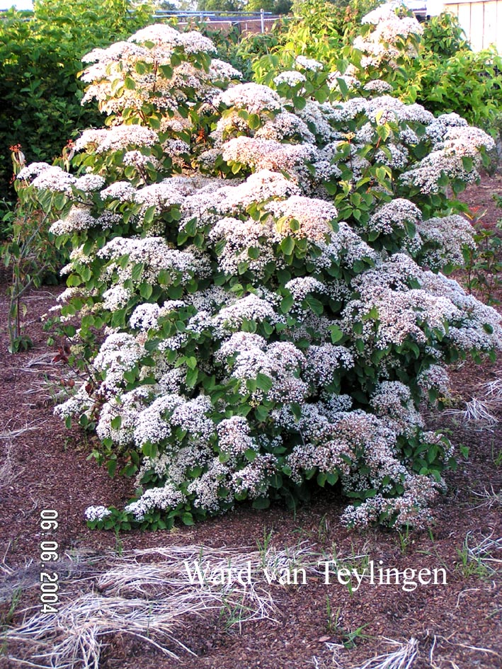 Viburnum 'Oneida'