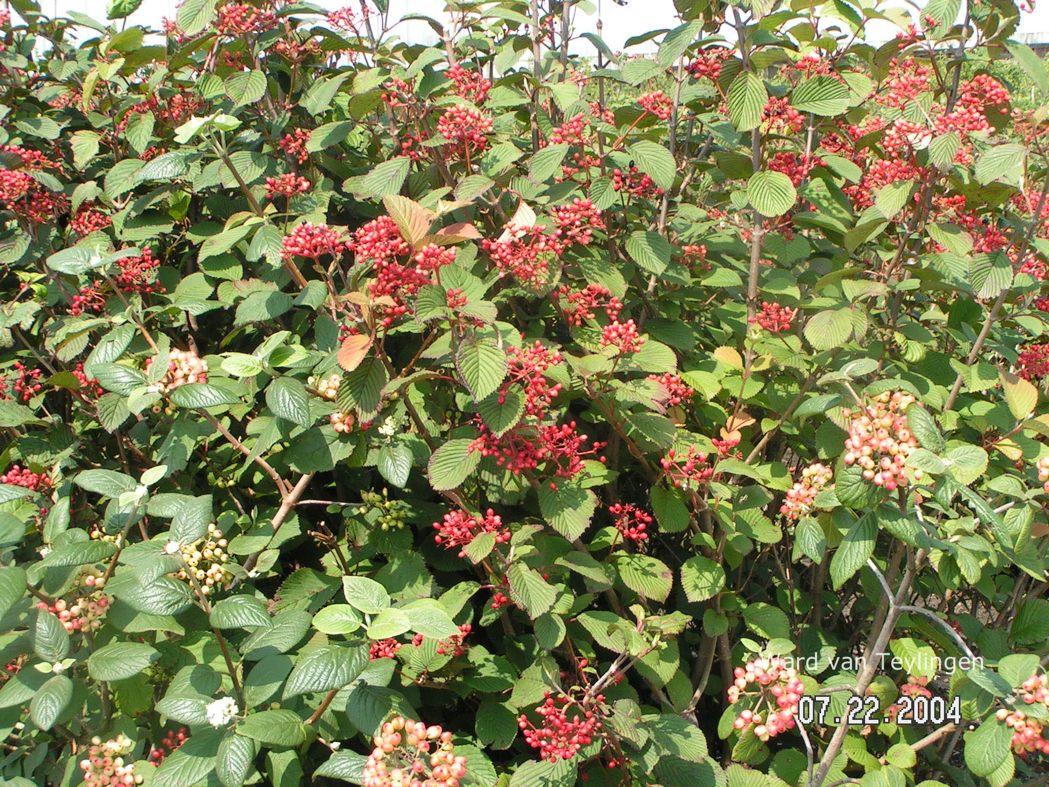 Viburnum plicatum 'Rotundifolium'