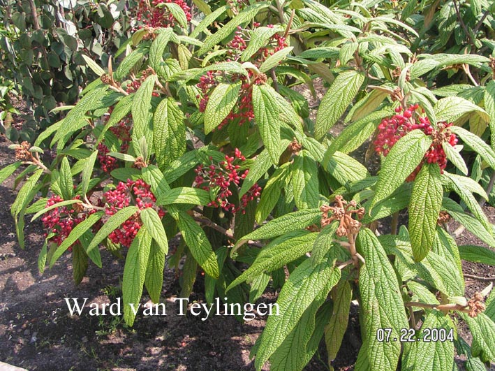 Viburnum rhytidophyllum 'Green Trump'