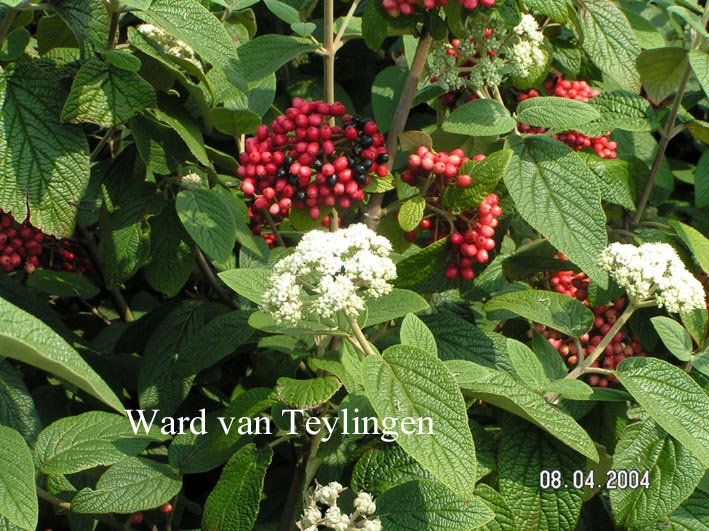 Viburnum rhytidophyllum