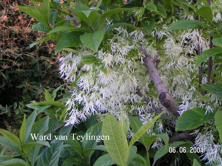 Chionanthus virginicus