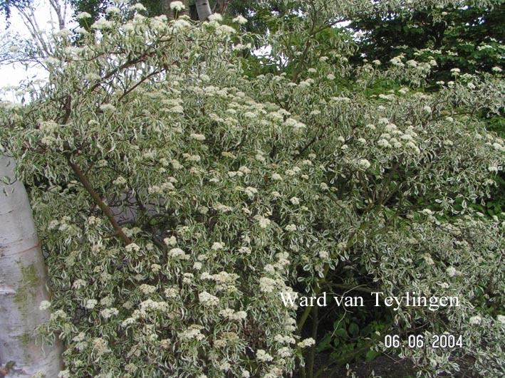 Cornus alternifolia 'Argentea'