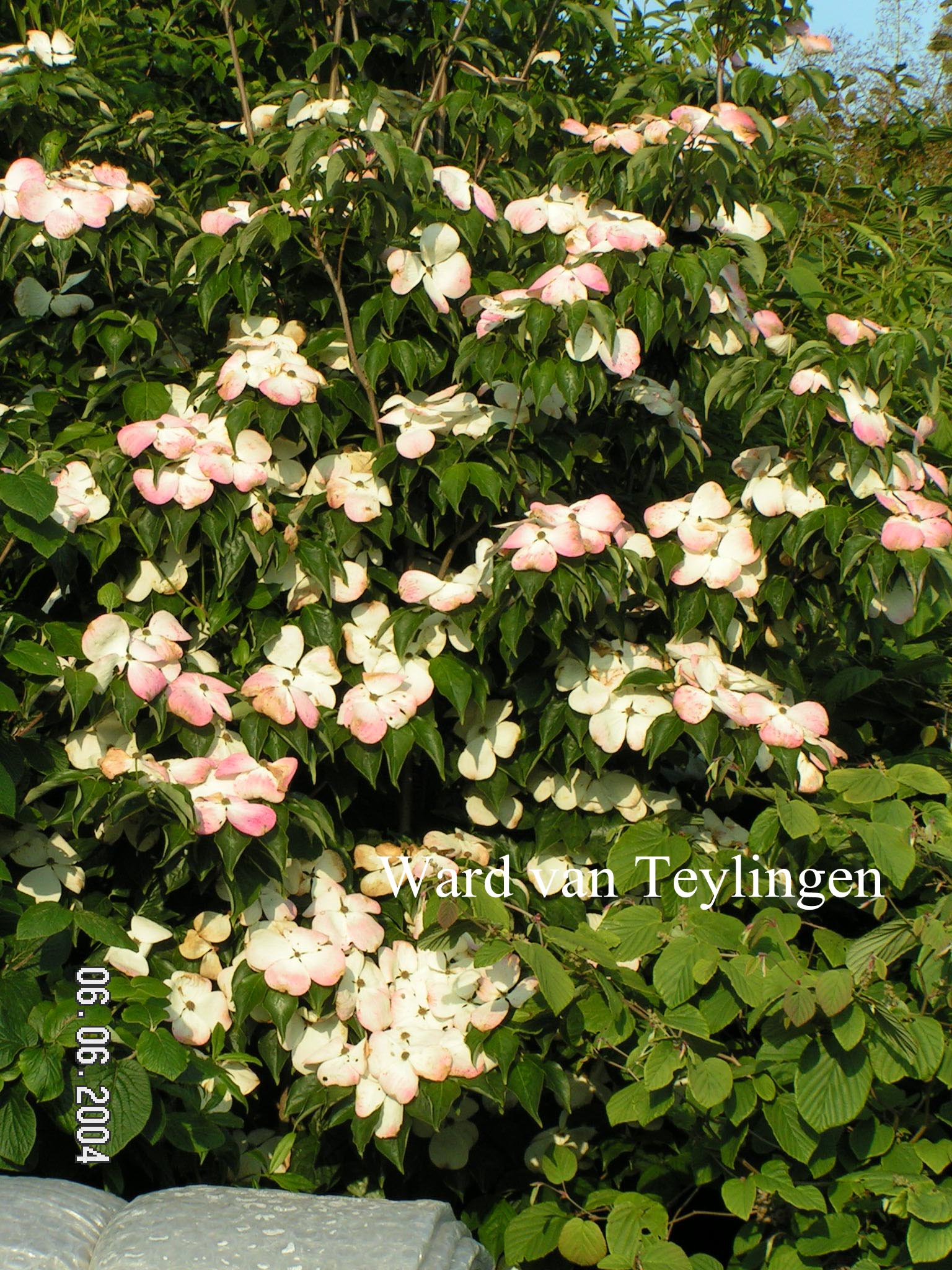 Cornus 'Rutdan' (CELESTIAL / GALAXY)